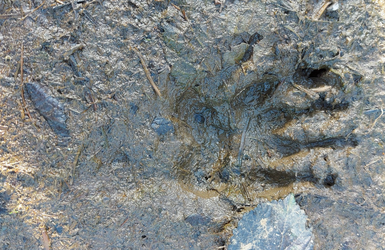 badger track